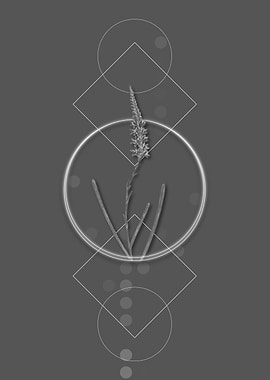 Vintage Ixia Cepacea