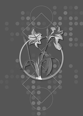 Moody Brazilian Amaryllis