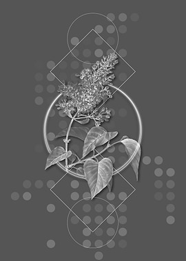 Common Pink Lilac Plant