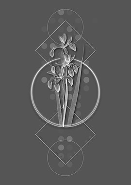 Ghostly Gray Blue Iris