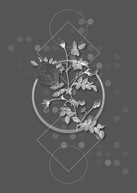 Silver Flowered Hispid Ros