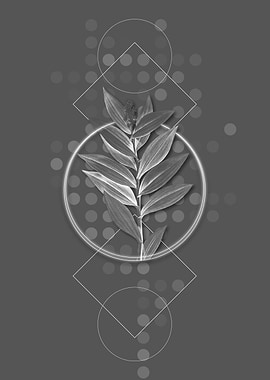 Vintage Smilacina Stellata