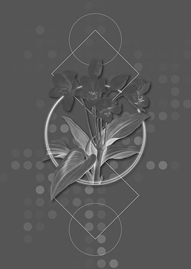 Grey Crinum Giganteum