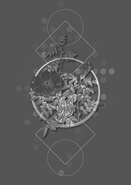 Blooming Ventenats Rose