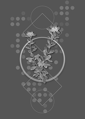 Gray Daphne Sericea Flower