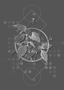 Tradescantia Erecta Flower