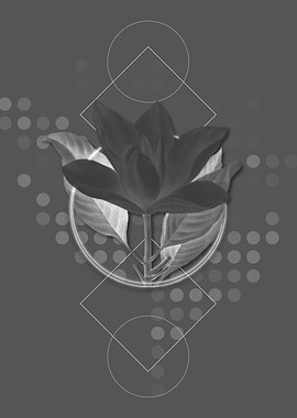 White Southern Magnolia