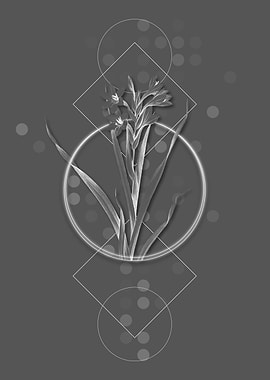 Vintage Sword Lily Flower