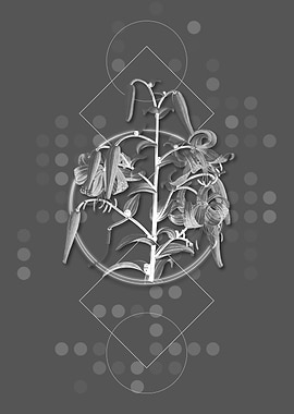 Geometric Gray Tiger Lily