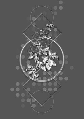 Gray Germander Meadowsweet