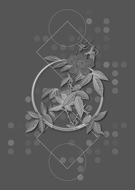 Pink Boursault Rose Flower