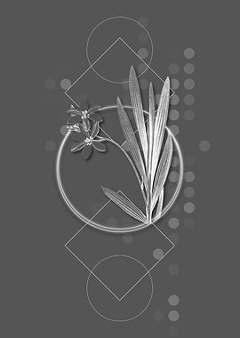 Geometric Grey Gladiolus