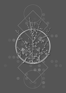 Yellow Broom Flowers