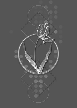 Grey Moody Didiers Tulip