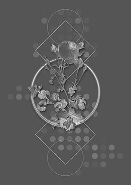 Celery Leaved Cabbage Rose