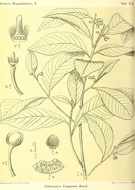 Sideroxylon Linggense