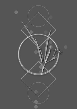 Grey Gladiolus Inclinatus