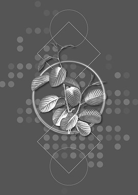 Alpine Buckthorn Plant