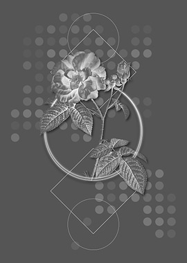 Geometric Apothecary Rose