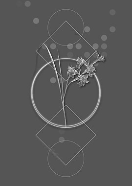 Geometric Grey Gladiolus