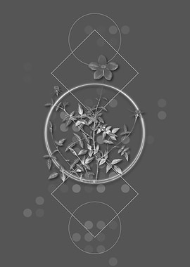 Single Dwarf Chinese Rose