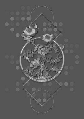 Variegated Burnet Rose