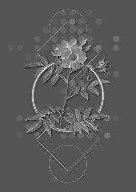 Rosa Redutea Glauca Flower