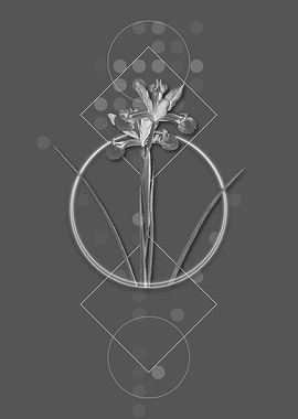 Vintage Gray Spanish Iris