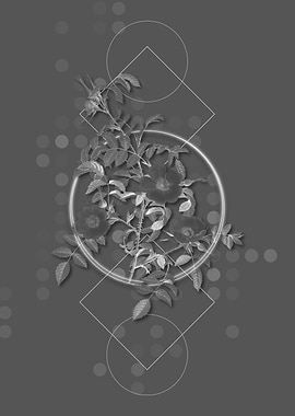 Blooming Reddish Rosebush