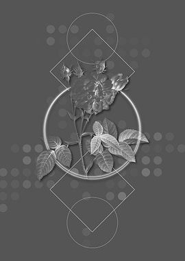 Vintage Pink Agatha Rose