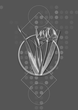 Vintage Grey Knysna Lily