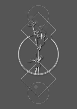 Vintage Gray Siberian Iris