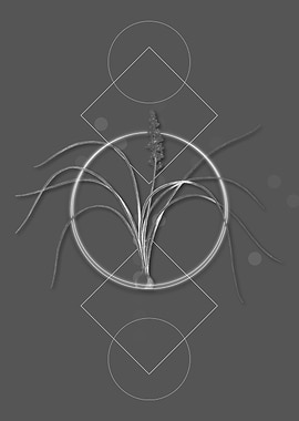 Lachenalia Angustifolia