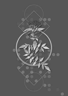 Jasmin Officinale Flower