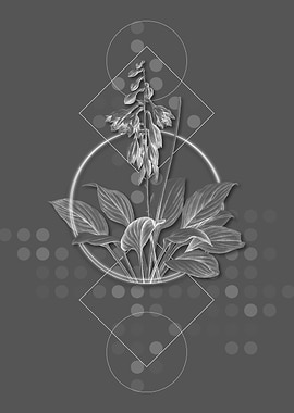 Grey Geometric Daylily