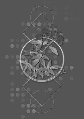 Vintage Lady Banks Rose