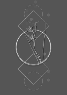 Geometric Grey Gladiolus