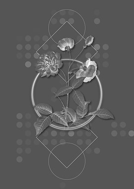 Blooming China Rose Flower