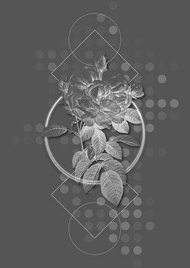 Grey Giant French Rose