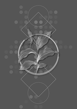 Ladys Slipper Orchid