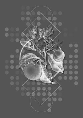 Geometric Bitter Orange