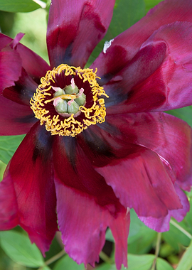 flower in the garden