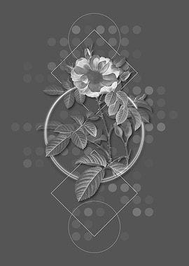 Blooming Red Portland Rose