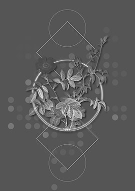 Gray Vintage Rose Flower