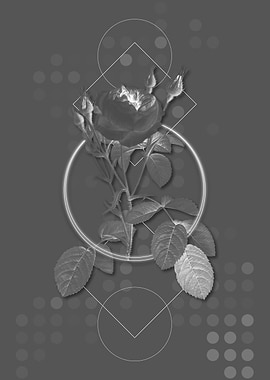 Grey Double Moss Rose