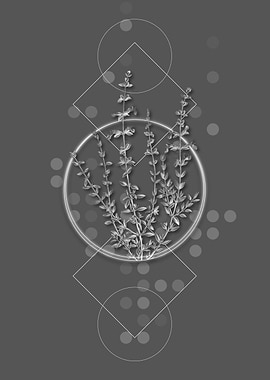 Geometric Thyme Plant Herb