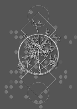 Atlantic White Cypress