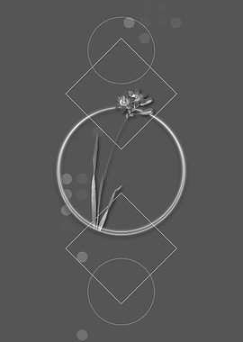 Vintage Galaxia Ixiaeflora