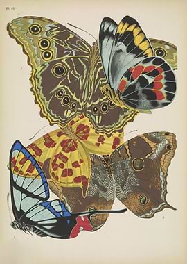 Butterfly Vintage