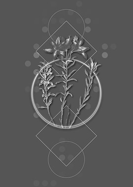 Vintage Lily of the Incas